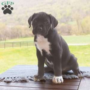Kace, Cane Corso Puppy